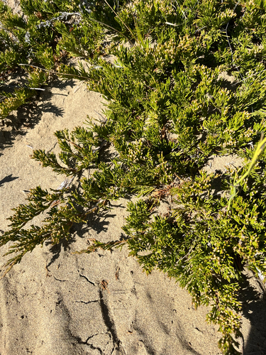 Juniperus horizontalis, photograph 3