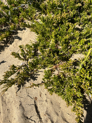 Juniperus horizontalis, photograph (c) Jackson Withey, some rights reserved (CC BY)