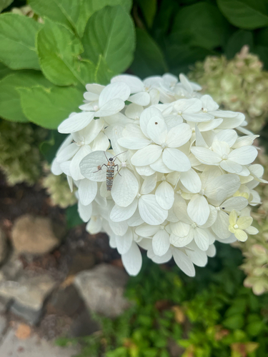 Ailanthus Webworm Moth