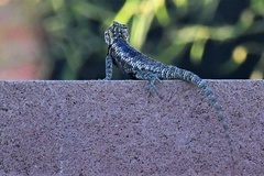 Sceloporus magister