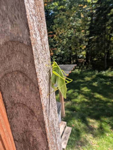 Northern Bush Katydid