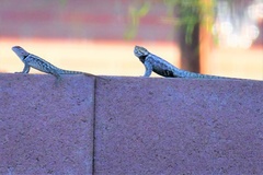 Sceloporus magister