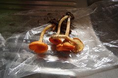Cantharellus guyanensis