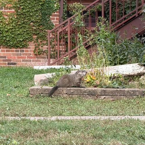 Groundhog