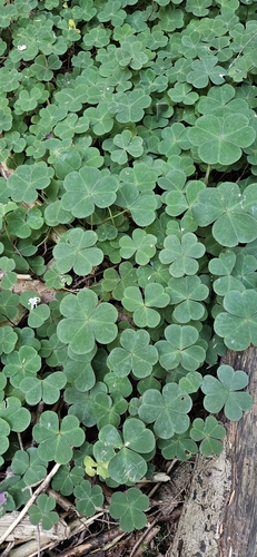 Oregon woodsorrel