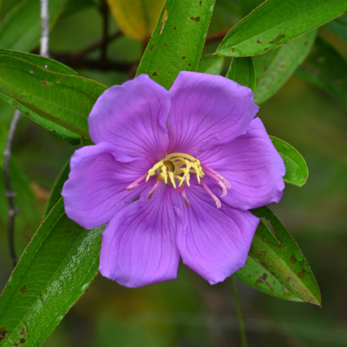Rhododendron, 2026-09-15