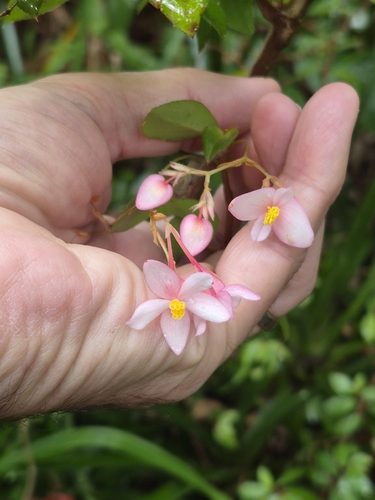 Begonia foliosa observed 2026-09-20