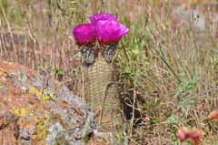 Echinocereus reichenbachii baileyi