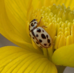 Anisosticta bitriangularis