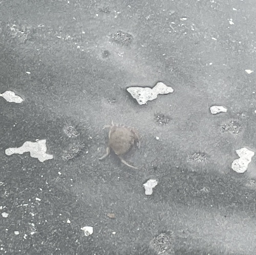 Graceful Rock Crab