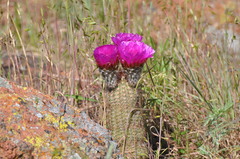 Echinocereus reichenbachii baileyi