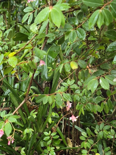 Begonia foliosa observed 2026-09-20