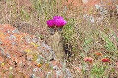 Echinocereus reichenbachii baileyi