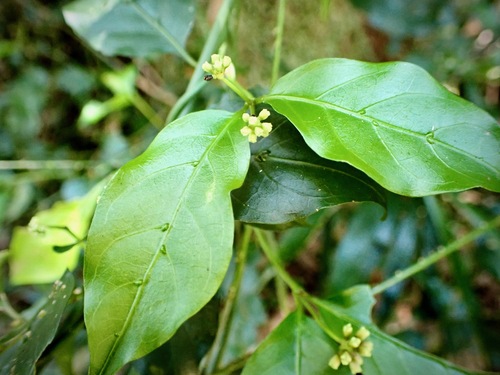 sweet morinda