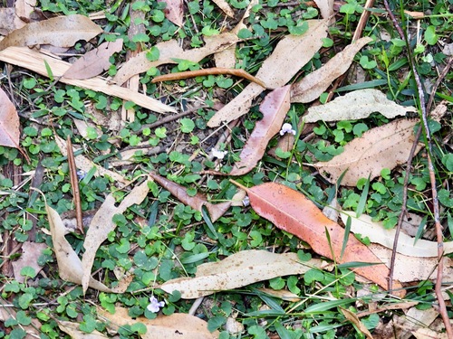 Ivy Leaved Violet