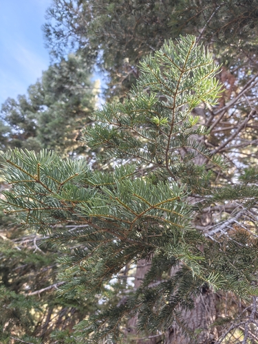 Abies concolor, photograph 5