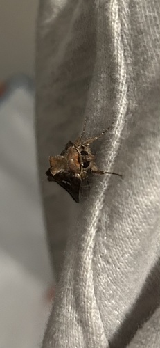 Common Looper Moth