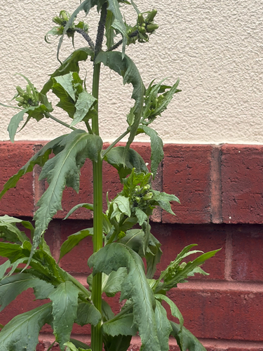 American burnweed