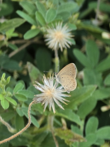 Lesser Grass Blue