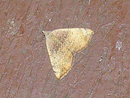 Mecynata Moth