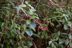 Siparuna thecaphora