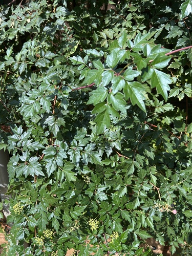 peppervine