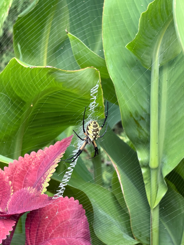 Yellow Garden Spider