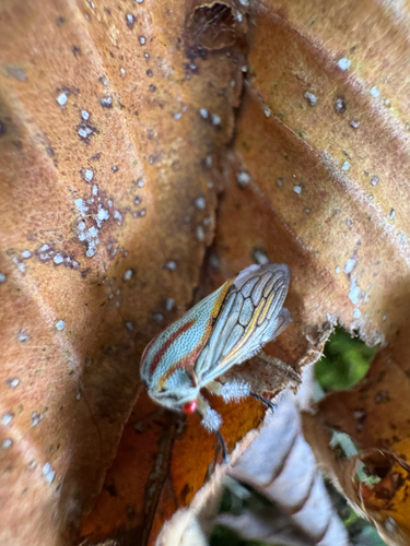 Oak Treehopper