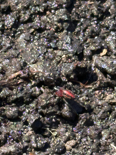 Alpaida versicolor