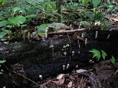Xylaria grammica