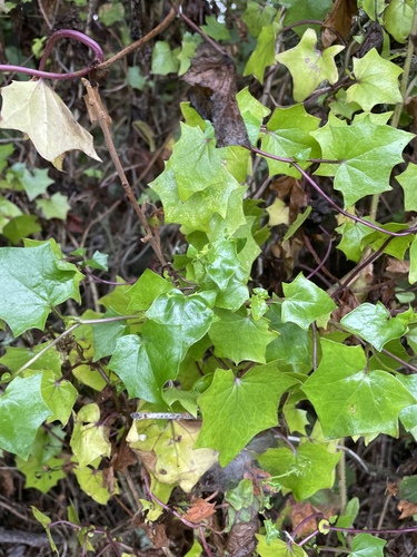 Delairea odorata, photograph 5