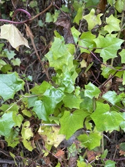 author not stated, no rights reserved Delairea odorata, photograph author not stated, no rights reserved