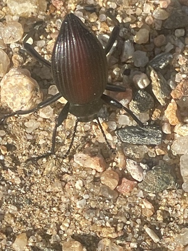 Rough-lipped Darkling Beetle