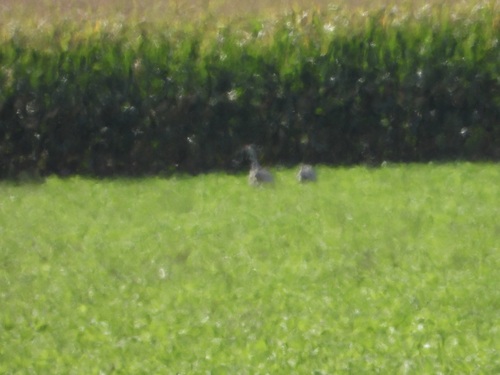 Sandhill Crane