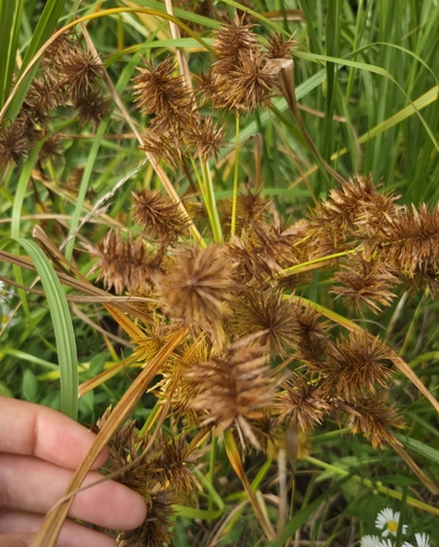 Cyperus strigosus, photograph 6