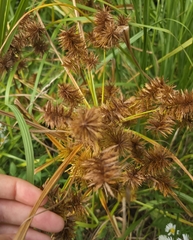 Cyperus strigosus, photograph (c) lult, some rights reserved (CC BY)