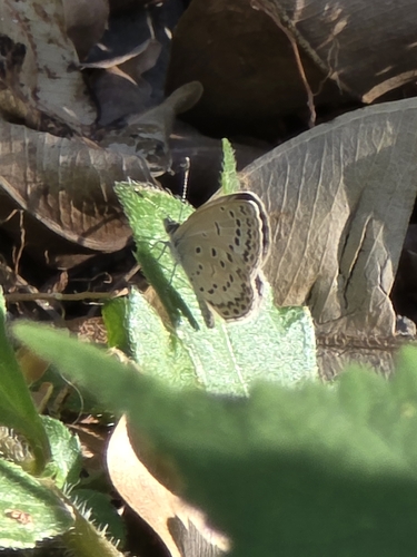 Pale Grass Blue