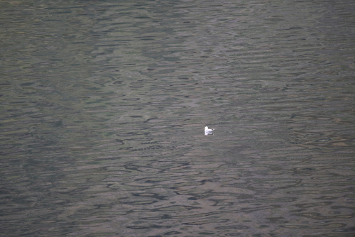Common Gull