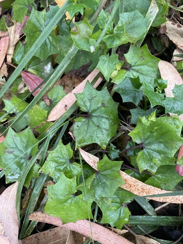 Delairea odorata, photograph 4