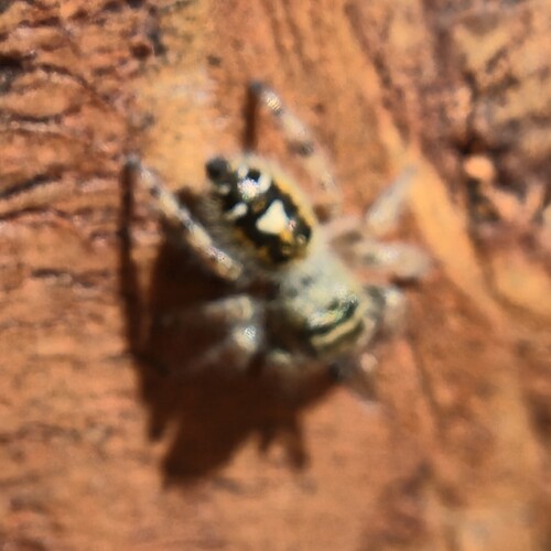 Bold Jumping Spider