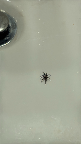 Eastern Parson Spider