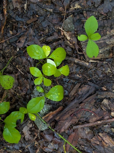 Euonymus obovatus, photograph 4