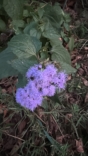 blue mistflower