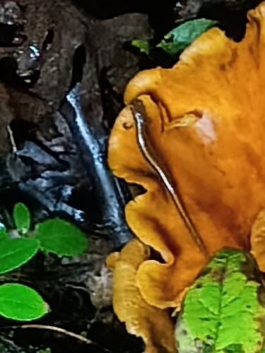 Northern Two-lined Salamander