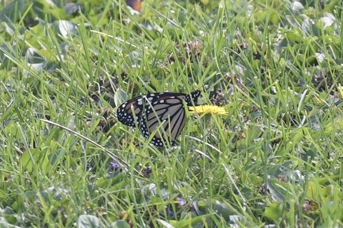 Monarch