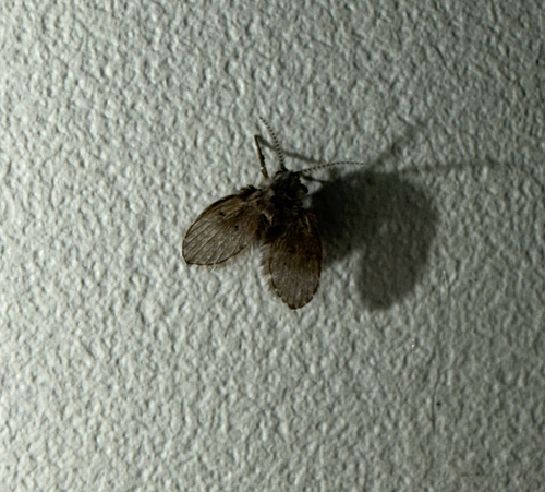 Bathroom Moth Fly