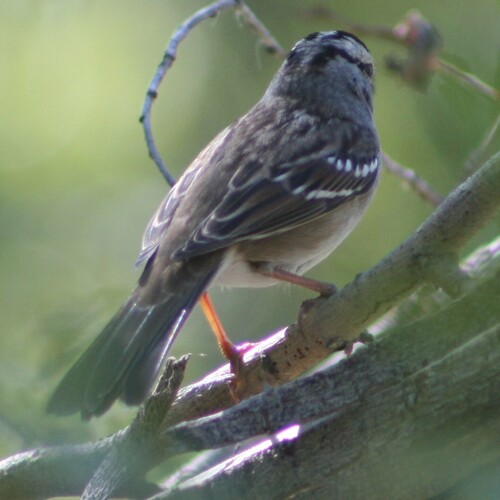 White-crowned Sparrow