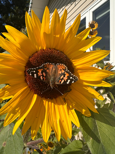 Painted Lady