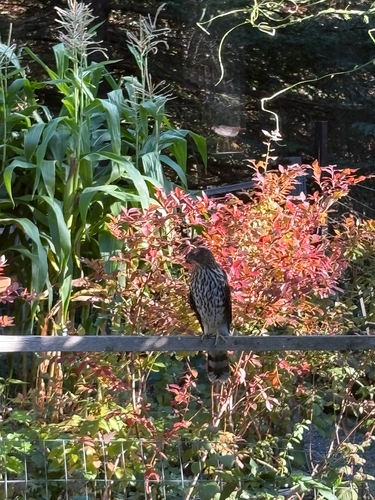 Cooper's Hawk
