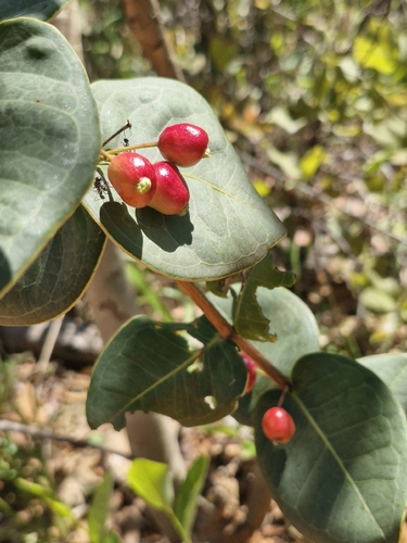 Eugenia bimarginata, 2026-09-20